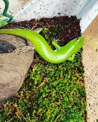 Risultati immagini per dasia smaragdina