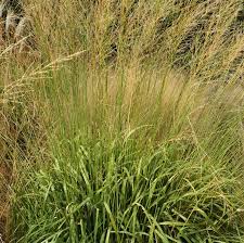 Attēlu rezultāti vaicājumam “Molinia caerulea fruit”