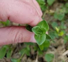 Attēlu rezultāti vaicājumam “Stellaria crassifolia leaf”