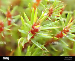 Attēlu rezultāti vaicājumam “Pogonatum urnigerum macro”