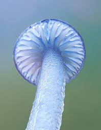 Attēlu rezultāti vaicājumam “Physarum bitectum macro”