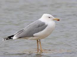 Image result for Larus cachinnans
