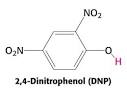 The Whole Truth About DNP - Steroid.com