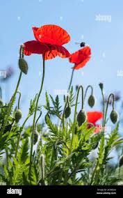 Attēlu rezultāti vaicājumam “Papaver orientale  flower”