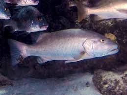 Image result for Lutjanus cyanopterus