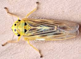 Attēlu rezultāti vaicājumam “Macrosteles sp. imago”