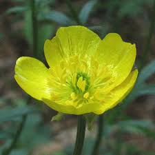 Attēlu rezultāti vaicājumam “Ranunculus bulbosus”