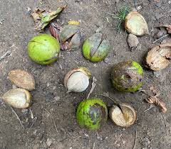 Attēlu rezultāti vaicājumam “Carya ovata fruit”