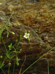 Attēlu rezultāti vaicājumam “Linum catharticum fruit”