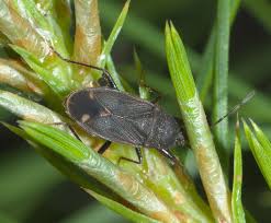 Attēlu rezultāti vaicājumam “Eremocoris plebejus”