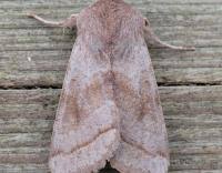 Attēlu rezultāti vaicājumam “Orthosia opima”