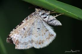 Attēlu rezultāti vaicājumam “Epirrhoe tristata imago”