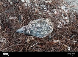 Attēlu rezultāti vaicājumam “Aloina rigida”