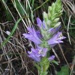 Image result for Campanula spicata