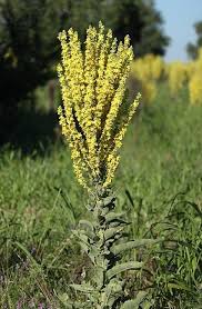 Attēlu rezultāti vaicājumam “Verbascum”