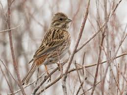 Image result for Emberiza leucocephalos