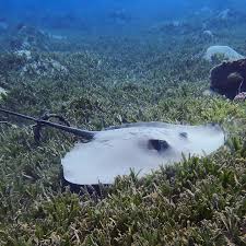 Image result for Bathytoshia centroura