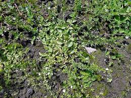 Attēlu rezultāti vaicājumam “Veronica serpyllifolia”