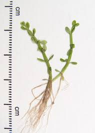 Attēlu rezultāti vaicājumam “Elatinaceae”