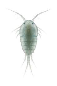 Attēlu rezultāti vaicājumam “Copepoda”