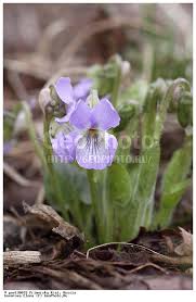 Attēlu rezultāti vaicājumam “Viola collina flower”