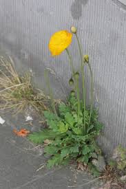 Image result for Papaver nudicaule