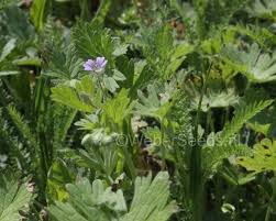 Attēlu rezultāti vaicājumam “Geranium pusillum”