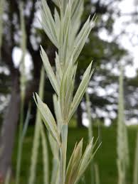 Attēlu rezultāti vaicājumam “Leymus arenarius”