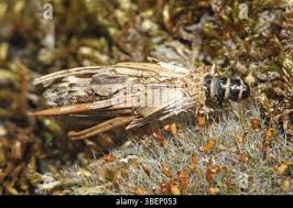 Attēlu rezultāti vaicājumam “Psyche casta larva”