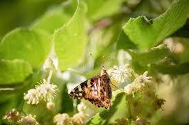 Attēlu rezultāti vaicājumam “Nymphalis xanthomelas pupa”