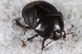 Attēlu rezultāti vaicājumam “Cydnidae”