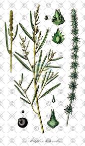 Attēlu rezultāti vaicājumam “Atriplex littoralis leaf”