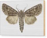 Attēlu rezultāti vaicājumam “Tholera decimalis female”