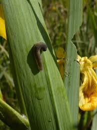 Attēlu rezultāti vaicājumam “Phronia sp. larva”