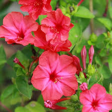 Image result for Mirabilis jalapa