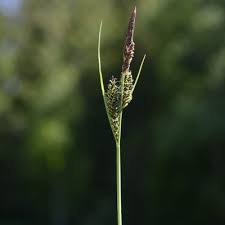 Attēlu rezultāti vaicājumam “Carex digitata fruit”