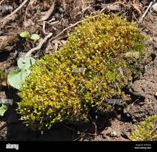 Attēlu rezultāti vaicājumam “Physcomitrium pyriforme”