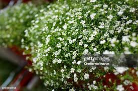 Attēlu rezultāti vaicājumam “Gypsophila paniculata leaf”