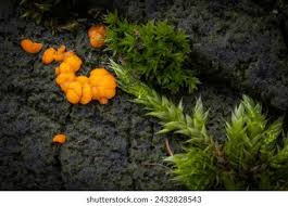 Attēlu rezultāti vaicājumam “Dacrymyces stillatus”