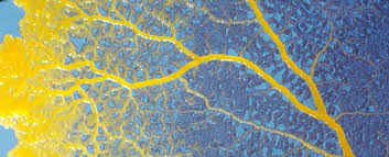 Attēlu rezultāti vaicājumam “Physarum nitens”