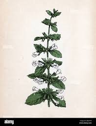 Image result for Melisse