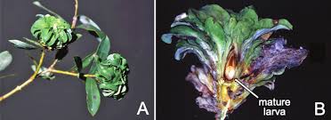 Attēlu rezultāti vaicājumam “Rabdophaga degeeri”