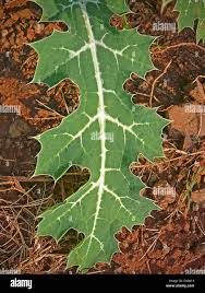 Attēlu rezultāti vaicājumam “Papaver argemone leaf”