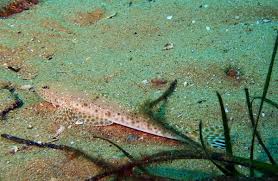 Image result for Platycephalus richardsoni