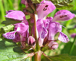 Attēlu rezultāti vaicājumam “Oenothera rubricauli”