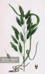 Attēlu rezultāti vaicājumam “Bromus secalinus”