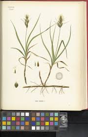 Attēlu rezultāti vaicājumam “Carex arenaria”