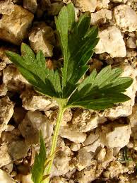 Attēlu rezultāti vaicājumam “Potentilla norvegica leaf”