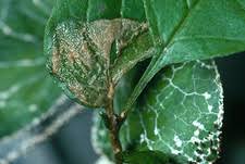 Attēlu rezultāti vaicājumam “Diachea leucopodia spores”