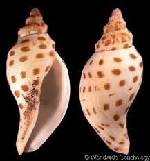 Attēlu rezultāti vaicājumam “Scardia boletella exuvia”